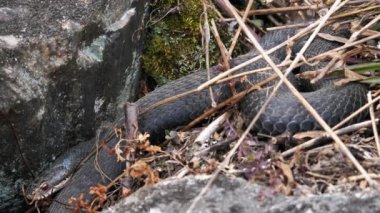 Kara Viper (Vipera berus) havayı koklar ve taşın altına geri döner..