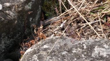 Kara Yılan (Vipera berus) havayı diliyle koklar ve taşın altından sürünerek çıkar..