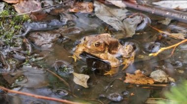 Bir kurbağa (Bufo bufo) baharda bir yumurtlama göletine doğru yola çıkar..