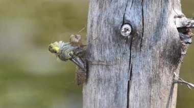 Küçük beyaz yüzlü darter (Leucorrhinia dubia) derisinden çıkar. Sıvıyı kanatlarına pompalar ve kuruyup ısındıktan sonra ilk uçuşu için yola çıkar..