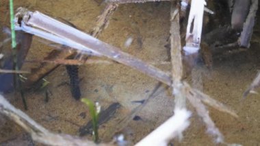 Pürüzsüz Newt (Lissotriton vulgaris) çifti küçük kurbağa yavrularıyla dolu bir gölette. Doğa sesleri. Arka planda şarkı söyleyen karatavuk.