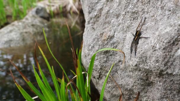 石の側に獲物を待っている筏スパイダー ドロメデスFimbriatus — ストック動画