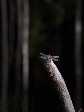 Yazın bir dalda sincap (Sciurus vulgaris). Sıcak bir gün ve bir dalın üzerinde öylece duruyor..