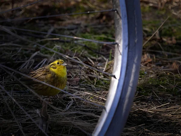 Das Gelbhammermännchen Emberiza Citrinella Lugt Hinter Einem Fahrradrad Hervor — Stockfoto