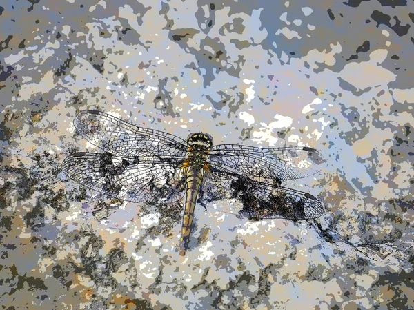 A dragonfly is sitting on a rock. Art photograph. Processed with an art filter. like a painting.
