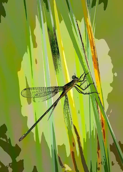 Damselfly Sits Hay Art Photograph Processed Art Filter Painting — Photo