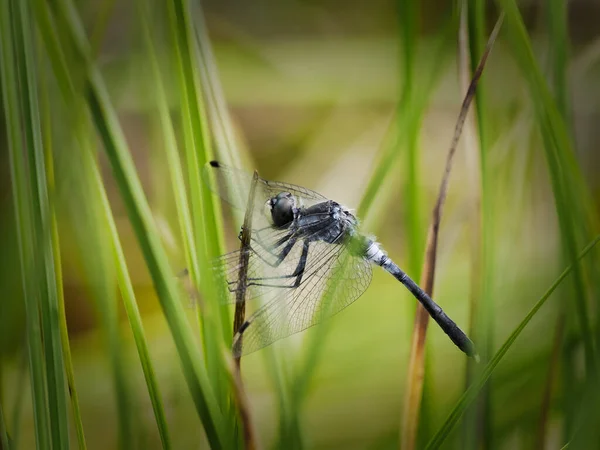 Cara Blanca Oscura Leucorrhinia Albifrons Sienta Una Planta Espera Una — Foto de Stock