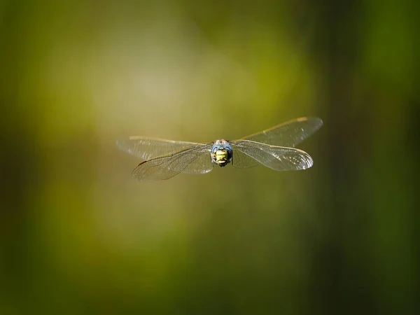 Common Hawker Dragonfly Aeshna Juncea Полете — стоковое фото