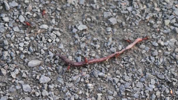 Ants Have Caught Earthworm Ants Strong Size — Stock Video