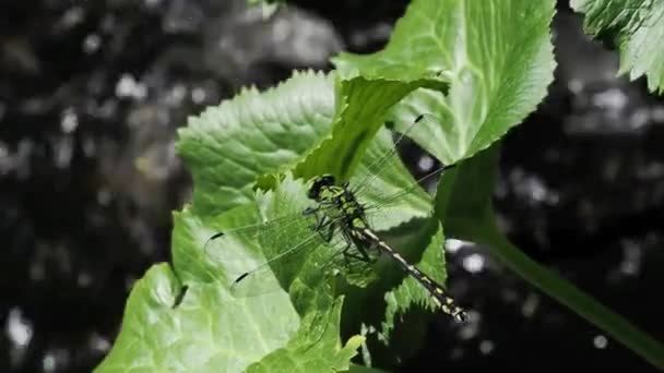 Die Grüne Schlangenlibelle Ophiogomphus Cecilia Bewacht Ihr Revier Rande Eines — Stockvideo