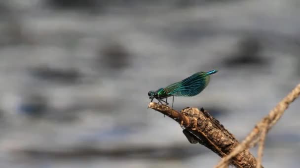 Banded Demoiselle Calopteryx Splendens Κάθεται Στο Ραβδί Από Ποτάμι Ήχος — Αρχείο Βίντεο