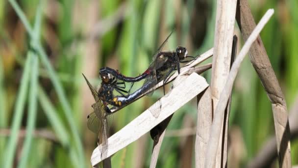 Nördliches Weißgesicht Darter Paar Leucorrhinia Rubicunda Bei Der Paarung — Stockvideo