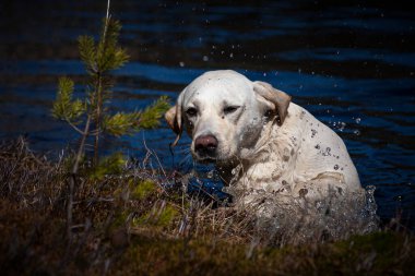 Labrador Retriever orman gölünden kalkmaya çalışıyor.