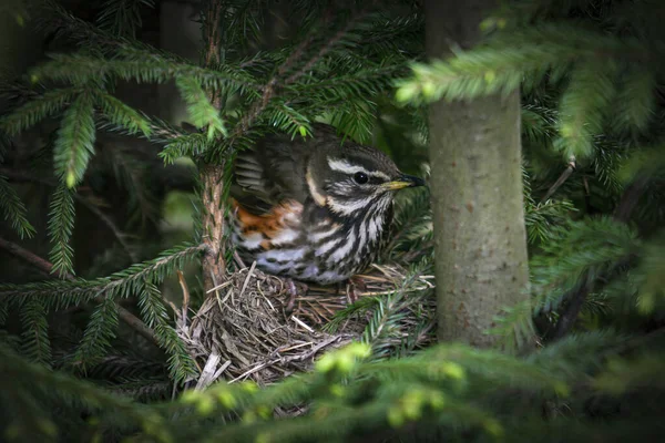 Redwing Feminino Turdus Iliacus Senta Borda Ninho Típico Lado Vermelho — Fotografia de Stock