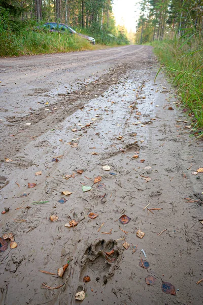 Wolf paw prints on the side of the road. Its paws have slipped a little on the wet surface.