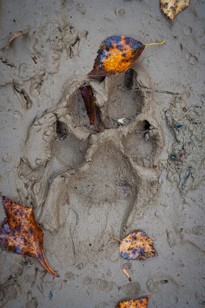 The wolf\'s left hind paw print on the side of the road. The wet clay has been a bit slippery and the paws have slipped.