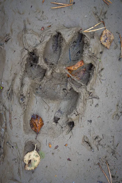 The wolf\'s left front paw print on the side of the road. The wet clay has been a bit slippery and the paws have slipped.