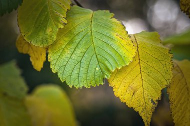 Ceviz çalılarının yaprakları sonbaharın renklerine bürünmüş..
