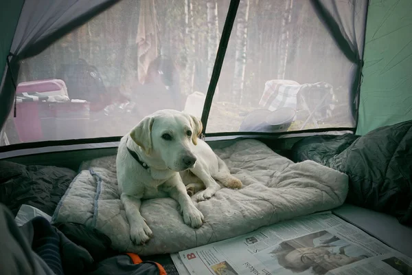 ラブラドールの犬がキャンプしている 犬はテントの中に独自の場所を持っています — ストック写真
