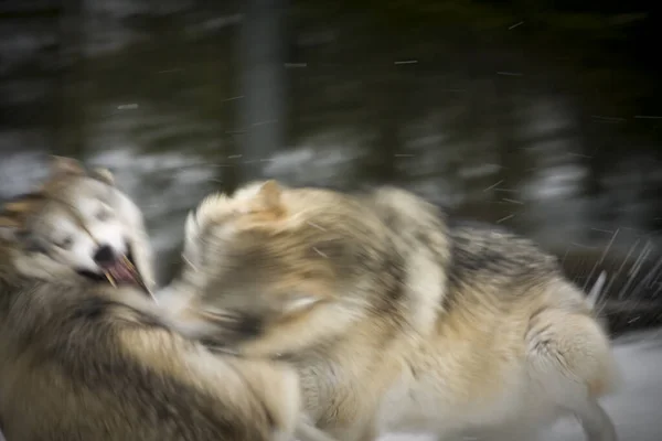Lobos Canis Lupus Movimiento Una Pequeña Pelea Vez Cuando — Foto de Stock