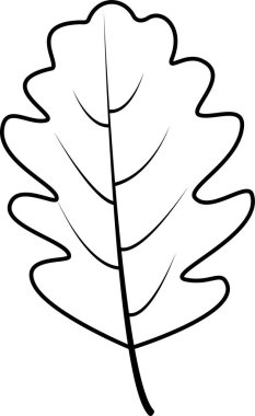 Bir meşe yaprağının siyah ve beyaz vektör çizimi. Güzel desenli sonbahar illüstrasyonu.