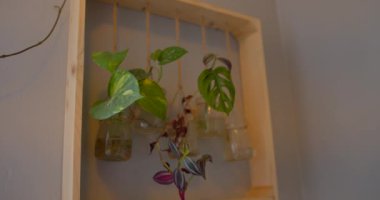 Evdeki ahşap bir raftaki ev bitkilerinin ön görüntüsü..