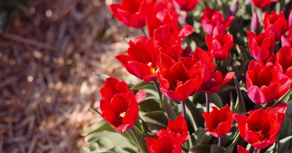 Tulipas vermelhas florescendo em flores Plantation Farm — Fotografia de Stock