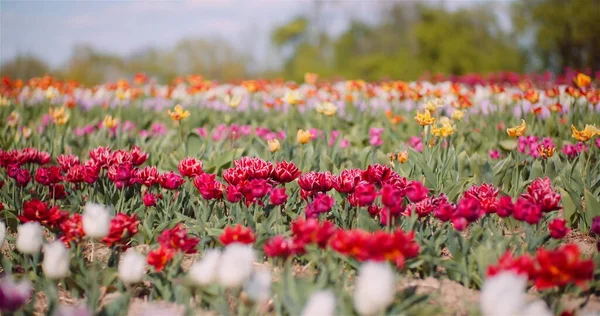 Kwitnące czerwone tulipany na plantacji kwiatów Farm — Zdjęcie stockowe