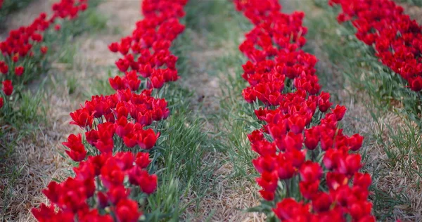 Blooming Red Tulips on Flowers Plantation Farm — Stock Photo, Image
