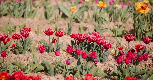 Kwitnące czerwone tulipany na plantacji kwiatów Farm — Zdjęcie stockowe