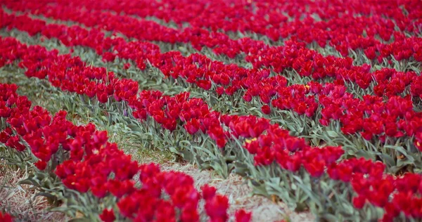 Floreciendo tulipanes rojos en la granja de plantación de flores —  Fotos de Stock