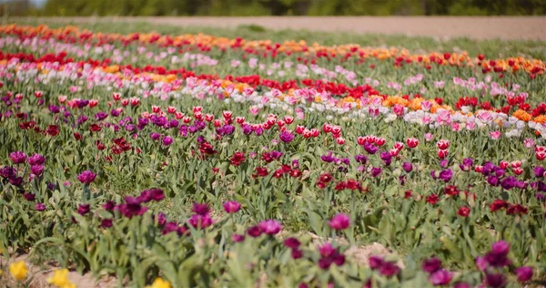 Kvetoucí tulipány na květinové farmě — Stock fotografie