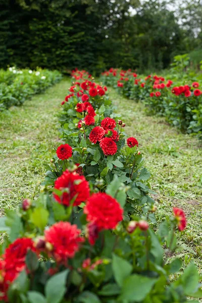 Kvetoucí červené tulipány na květinové farmě — Stock fotografie