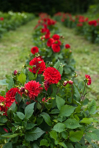 Tulipas vermelhas florescendo em flores Plantation Farm — Fotografia de Stock