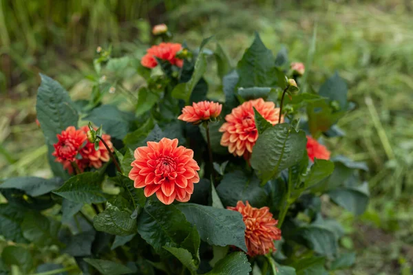 Flor de Dália Laranja no Jardim — Fotografia de Stock