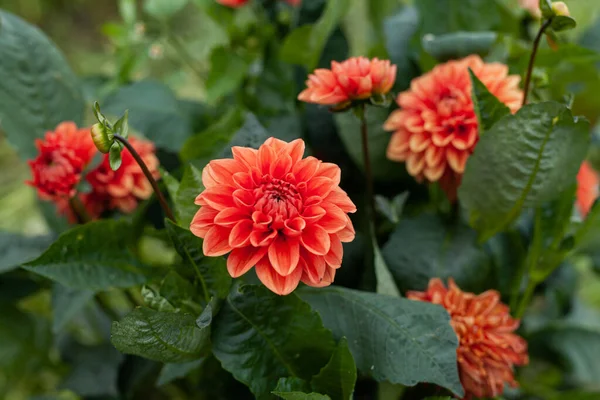 Flor de Dália Laranja no Jardim — Fotografia de Stock