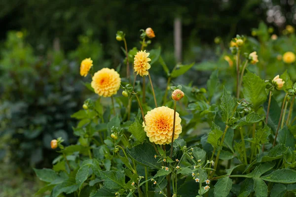 Flor Amarelo Dahlia no Jardim — Fotografia de Stock
