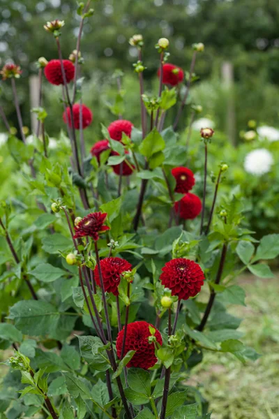 Dália vermelha flor no jardim — Fotografia de Stock