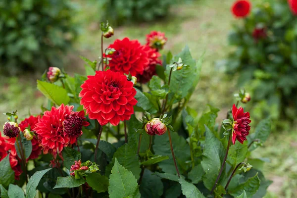 花のプランテーション農場で赤いチューリップを咲かせます — ストック写真