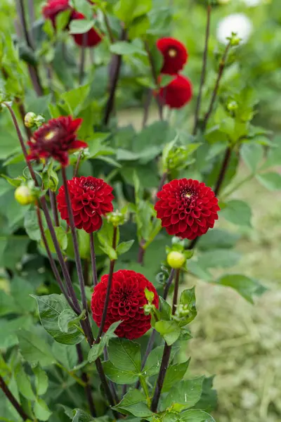 Dália vermelha flor no jardim — Fotografia de Stock