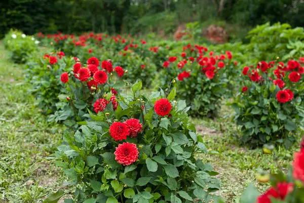 Dália vermelha flor no jardim — Fotografia de Stock