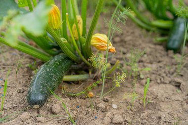 Organik bahçede kabak yetiştiriyorum.