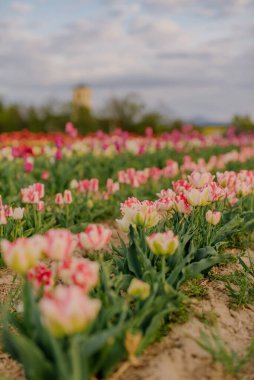 Hollanda 'daki Çiçek Çiftliği' nde Çok Renkli Beyaz ve Pembe Laleler Çiçek açıyor