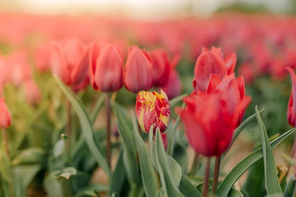 Krásné červené tulipány kvetoucí na poli zemědělství. Tulipán infikovaný virem květin — Stock fotografie