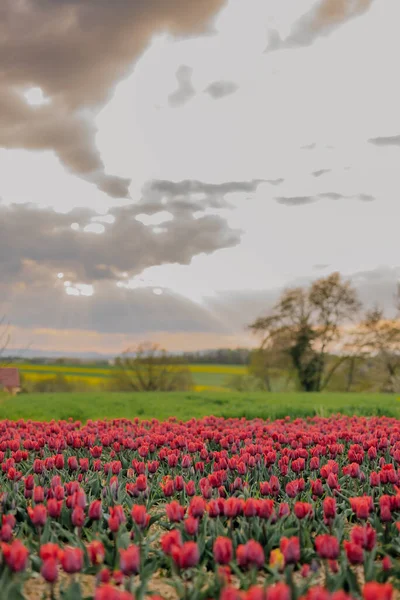 Belle floraison de tulipes rouges sur l'agriculture de champ — Photo