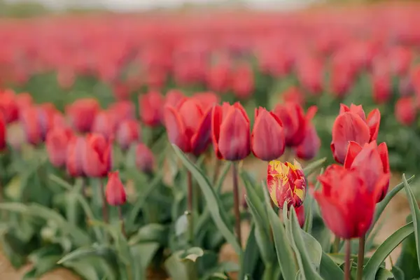 Krásné červené tulipány kvetoucí na poli zemědělství. Tulipán infikovaný virem květin — Stock fotografie