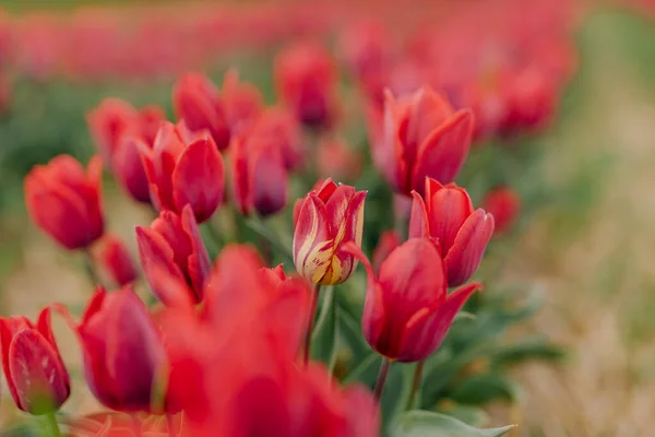 Krásné červené tulipány kvetoucí na poli zemědělství. Tulipán infikovaný virem květin — Stock fotografie