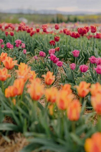 꽃 농장의 들판에서 피는 노란색 보라색 과붉은 색의 신선 한 튤립 — 스톡 사진