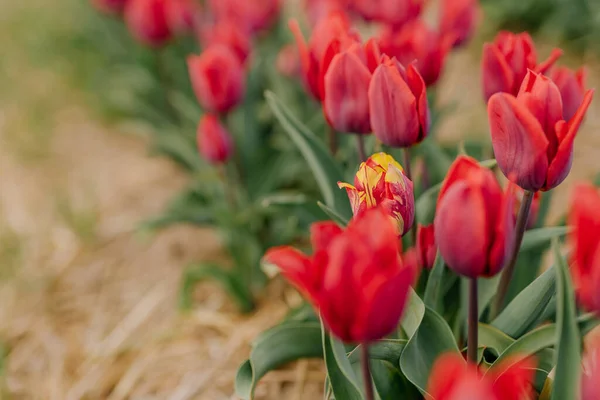 Piękne czerwone tulipany kwitnące na polu rolnictwa. Tulipan zakażony wirusem kwiatu — Zdjęcie stockowe