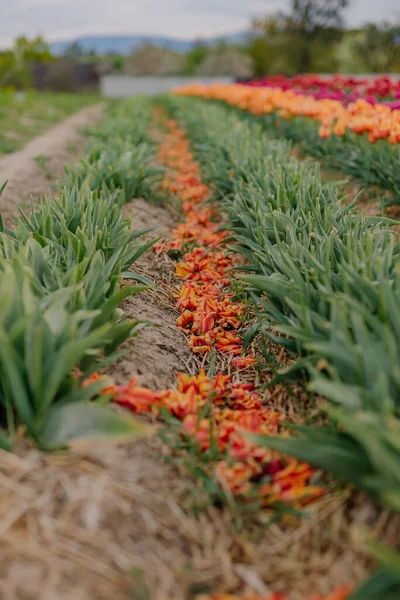 Pétalas de tulipas no solo em Flowers Plantation Farm nos Países Baixos — Fotografia de Stock